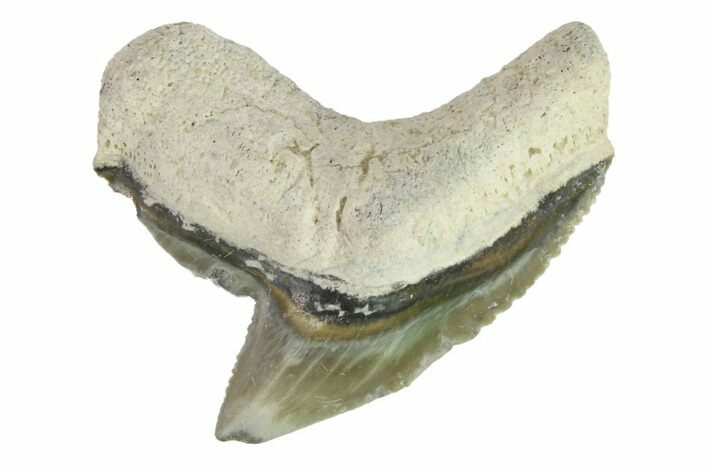 Fossil Tiger Shark Tooth - Bone Valley, Florida #145163